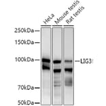 Western Blot - Anti-DNA Ligase III/LIG3 Antibody (A87920) - Antibodies.com