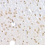 Immunohistochemistry - Anti-DNA Ligase III/LIG3 Antibody (A87920) - Antibodies.com