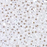 Immunohistochemistry - Anti-DNA Ligase III/LIG3 Antibody (A87920) - Antibodies.com