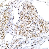Immunohistochemistry - Anti-DNA Ligase III/LIG3 Antibody (A87920) - Antibodies.com