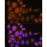 Immunofluorescence - Anti-Nesprin3 Antibody (A87921) - Antibodies.com