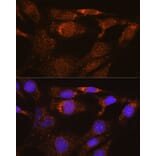 Immunofluorescence - Anti-Nesprin3 Antibody (A87921) - Antibodies.com