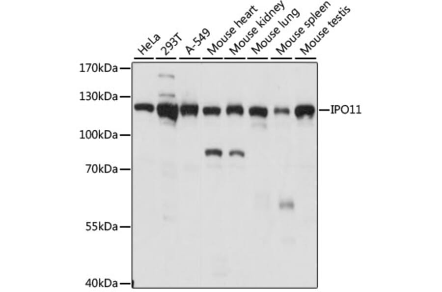 Western Blot - Anti-IPO11 Antibody (A87922) - Antibodies.com