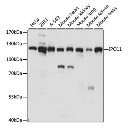 Western Blot - Anti-IPO11 Antibody (A87922) - Antibodies.com