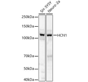 Western Blot - Anti-HCN1 Antibody (A87925) - Antibodies.com