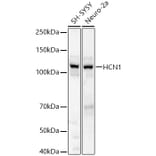 Western Blot - Anti-HCN1 Antibody (A87925) - Antibodies.com