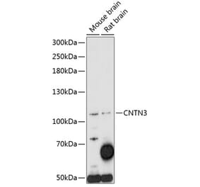 Western Blot - Anti-PANG Antibody (A87929) - Antibodies.com