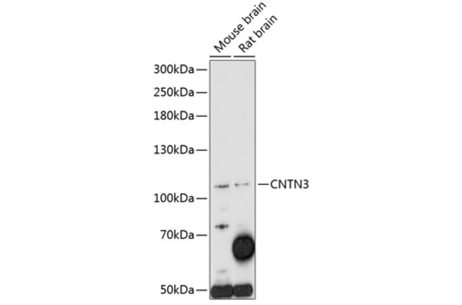 Western Blot - Anti-PANG Antibody (A87929) - Antibodies.com