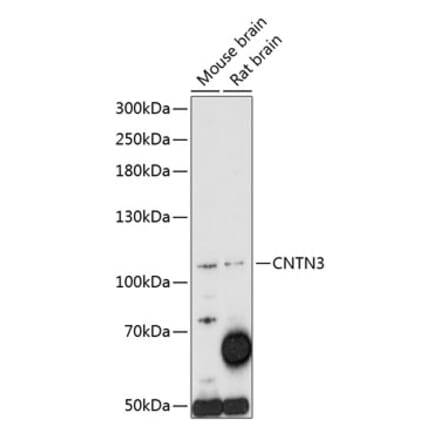Western Blot - Anti-PANG Antibody (A87929) - Antibodies.com
