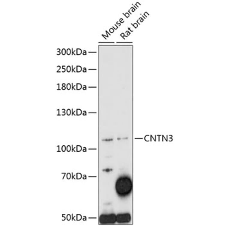 Western Blot - Anti-PANG Antibody (A87929) - Antibodies.com