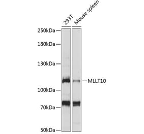 Western Blot - Anti-AF10 Antibody (A87930) - Antibodies.com