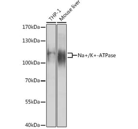 Western Blot - Anti-Sodium Potassium ATPase Antibody (A87932) - Antibodies.com