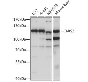 Western Blot - Anti-IARS2 Antibody (A87934) - Antibodies.com