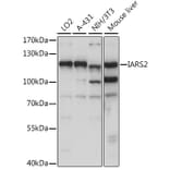 Western Blot - Anti-IARS2 Antibody (A87934) - Antibodies.com