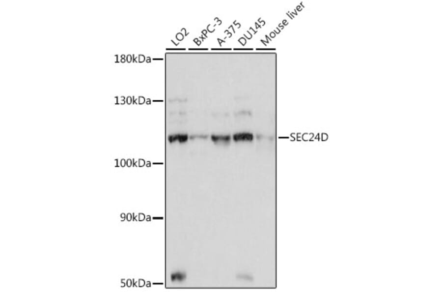 Western Blot - Anti-SEC24D Antibody (A87935) - Antibodies.com