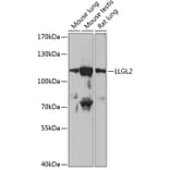 Western Blot - Anti-LLGL2 Antibody (A87936) - Antibodies.com