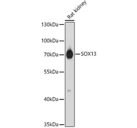 Western Blot - Anti-SOX13 Antibody (A87939) - Antibodies.com