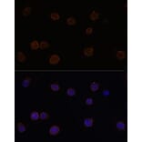 Immunofluorescence - Anti-TMEM16B Antibody (A87941) - Antibodies.com
