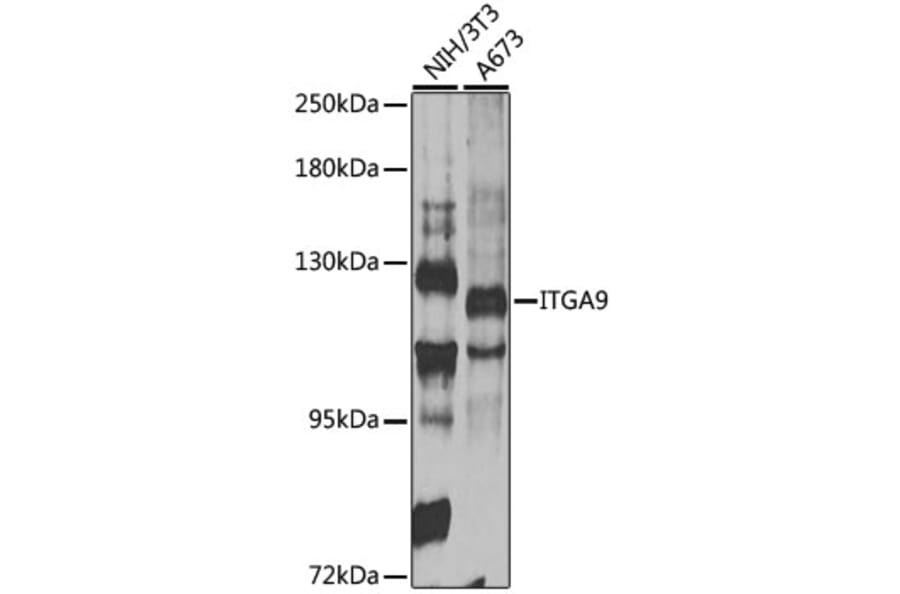 Western Blot - Anti-ITGA9 Antibody (A14007) - Antibodies.com