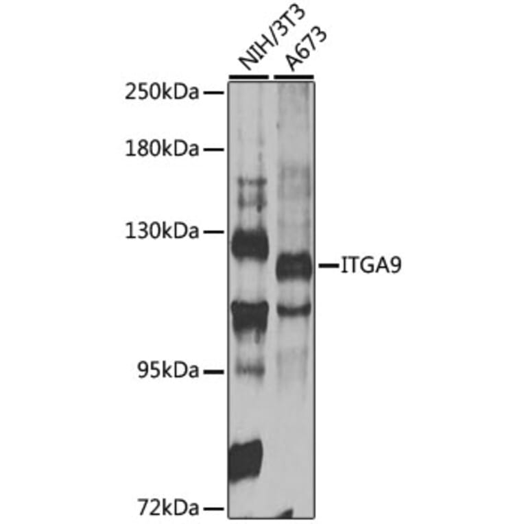 Western Blot - Anti-ITGA9 Antibody (A14007) - Antibodies.com