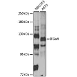 Western Blot - Anti-ITGA9 Antibody (A14007) - Antibodies.com