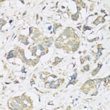 Immunohistochemistry - Anti-ATP2A3 Antibody (A14232) - Antibodies.com