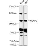 Western Blot - Anti-NCAPG Antibody (A87946) - Antibodies.com