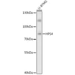 Western Blot - Anti-HPS4 Antibody (A87951) - Antibodies.com