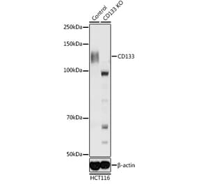 Western Blot - Anti-CD133 Antibody (A87952) - Antibodies.com