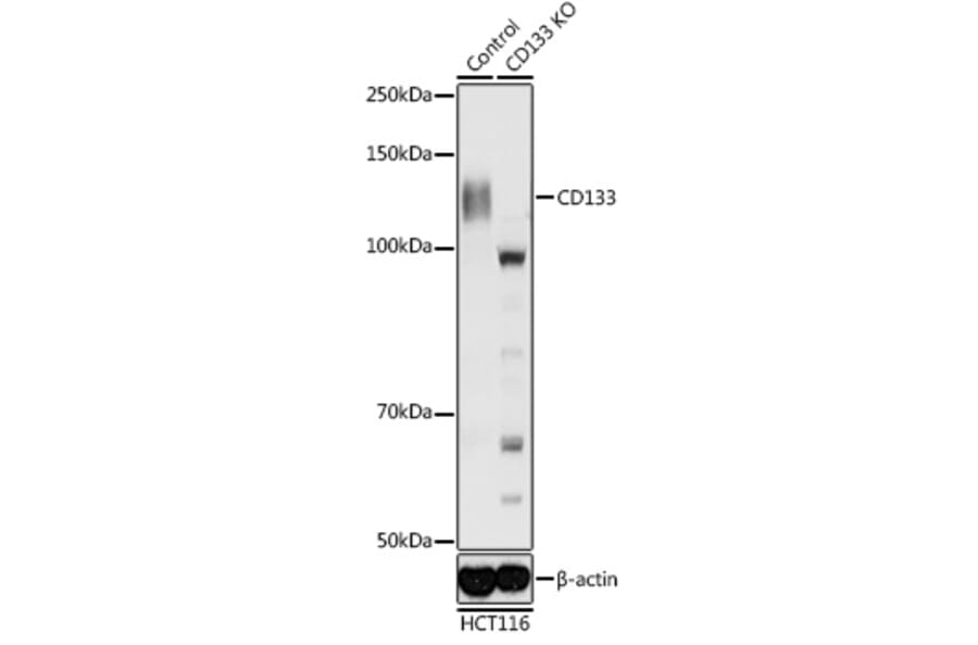 Western Blot - Anti-CD133 Antibody (A87952) - Antibodies.com