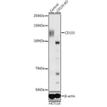 Western Blot - Anti-CD133 Antibody (A87952) - Antibodies.com