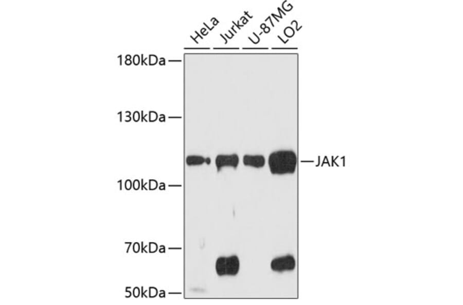 Western Blot - Anti-JAK1 Antibody (A87953) - Antibodies.com
