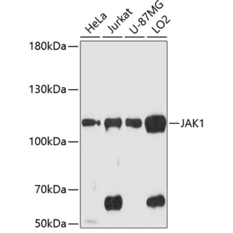 Western Blot - Anti-JAK1 Antibody (A87953) - Antibodies.com