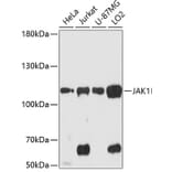 Western Blot - Anti-JAK1 Antibody (A87953) - Antibodies.com
