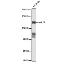 Western Blot - Anti-AKAP3 Antibody (A87954) - Antibodies.com