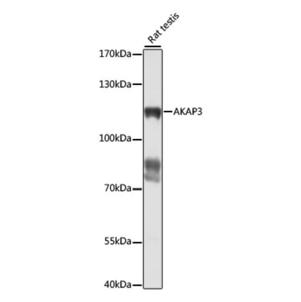 Western Blot - Anti-AKAP3 Antibody (A87954) - Antibodies.com