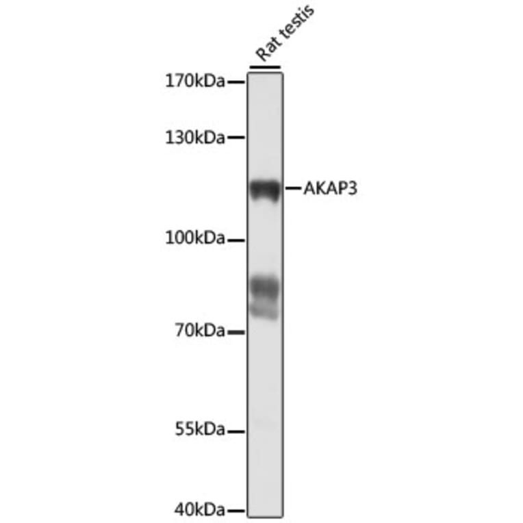 Western Blot - Anti-AKAP3 Antibody (A87954) - Antibodies.com