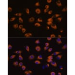 Immunofluorescence - Anti-Eph receptor A5/BSK Antibody (A87955) - Antibodies.com