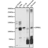 Western Blot - Anti-GRIN1 Antibody (A87958) - Antibodies.com