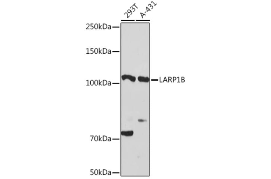Western Blot - Anti-LARP1B Antibody (A87959) - Antibodies.com