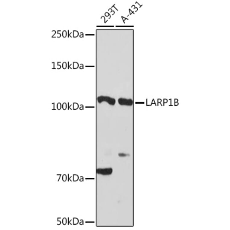 Western Blot - Anti-LARP1B Antibody (A87959) - Antibodies.com