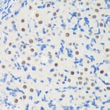 Immunohistochemistry - Anti-LARP1B Antibody (A87959) - Antibodies.com