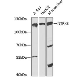 Western Blot - Anti-TrkC Antibody (A87963) - Antibodies.com