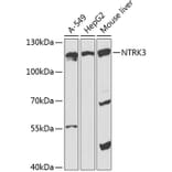 Western Blot - Anti-TrkC Antibody (A87963) - Antibodies.com