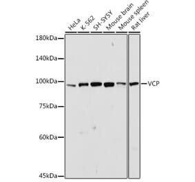 Western Blot - Anti-VCP Antibody (A87964) - Antibodies.com
