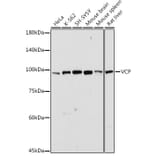 Western Blot - Anti-VCP Antibody (A87964) - Antibodies.com