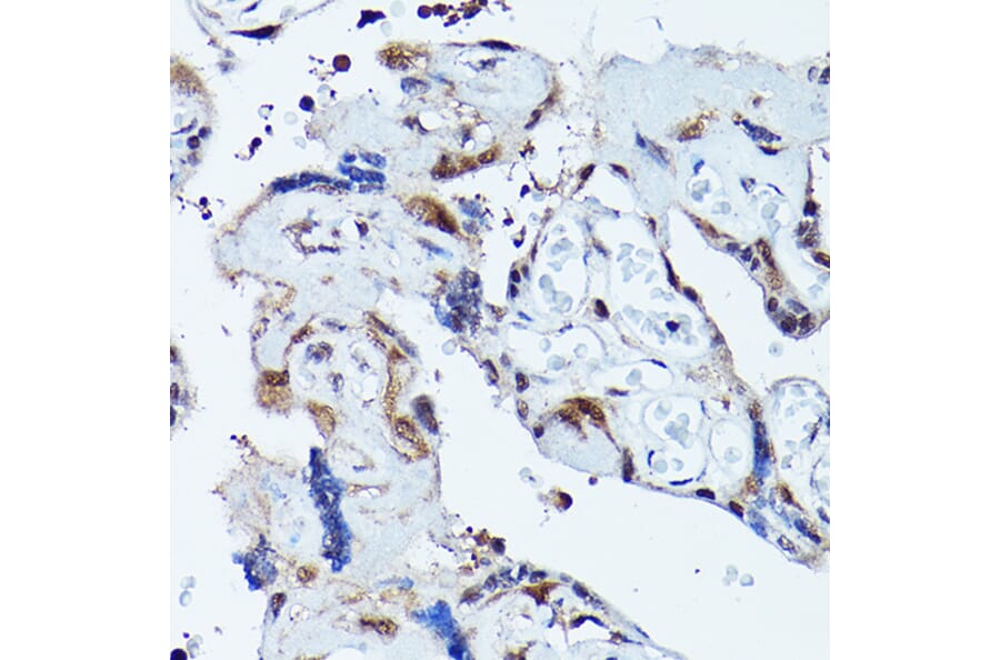 Immunohistochemistry - Anti-VCP Antibody (A87964) - Antibodies.com