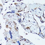 Immunohistochemistry - Anti-VCP Antibody (A87964) - Antibodies.com