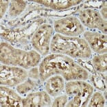 Immunohistochemistry - Anti-VCP Antibody (A87964) - Antibodies.com