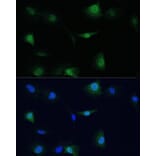 Immunofluorescence - Anti-VCP Antibody (A87964) - Antibodies.com